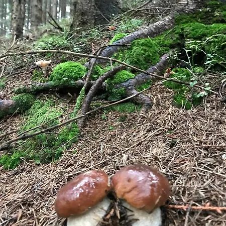 софі Вилла *