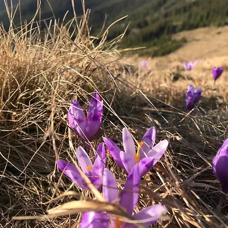софі Вилла Верховина