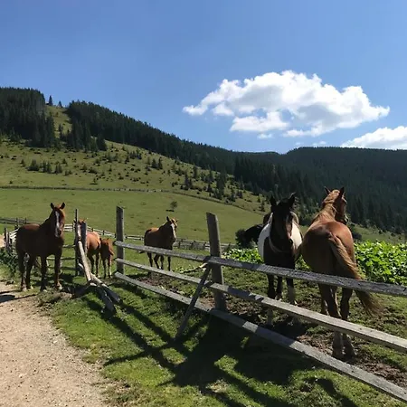 софі *
